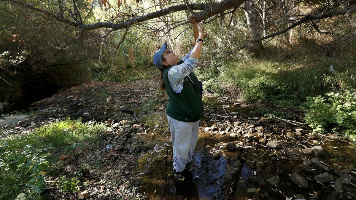 Rosi Dagit points out a willow tree that is dying because of drought and insect infestation in Topanga Creek.