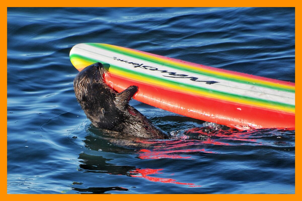 A sea otter chews on a surfboard after chasing a surfer off