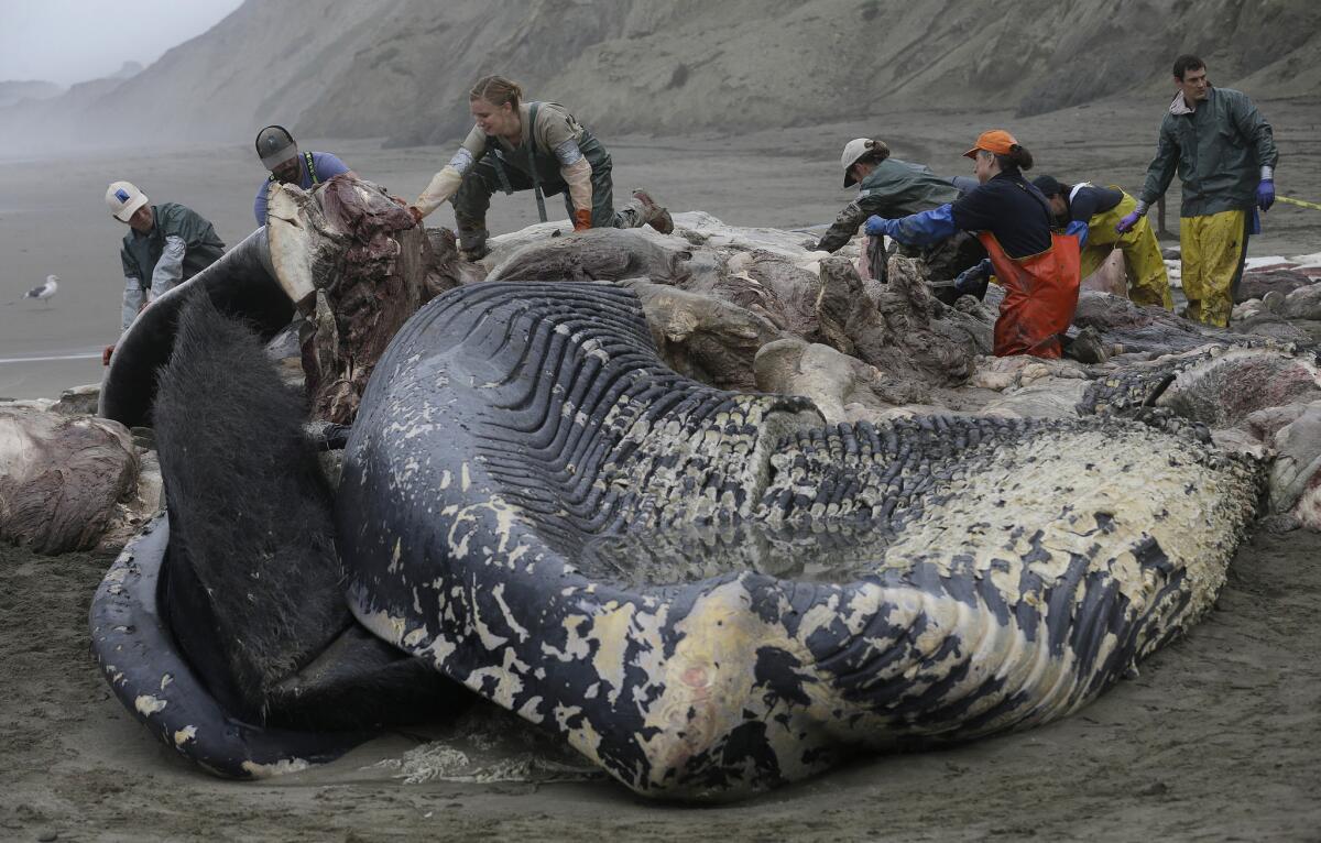 Veterinarians work on removing pieces from the carcass of a large male blue whale that washed ashore at Thornton State Beach in Daly City, Calif. The whale died of multiple skull fractures.