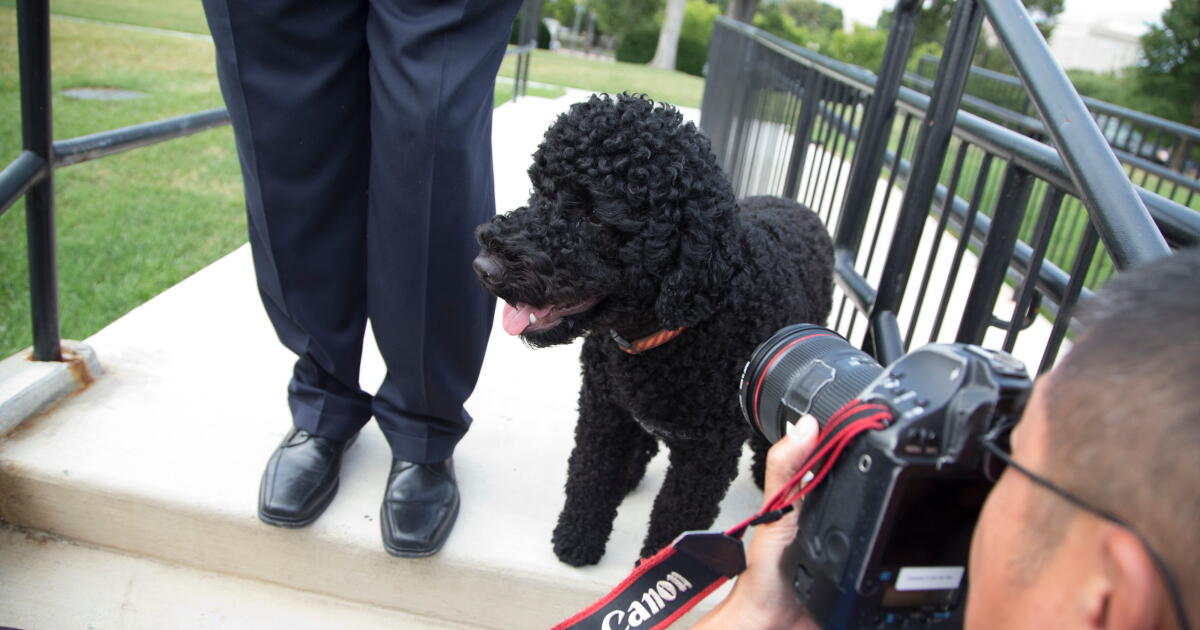 The Obamas’ family dog Sunny dies, the former president says The Obamas’ family dog Sunny dies, the former president says