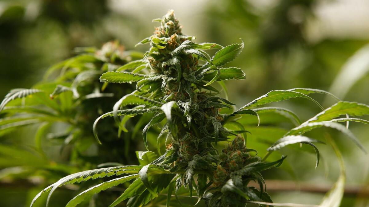 A cannabis plant 