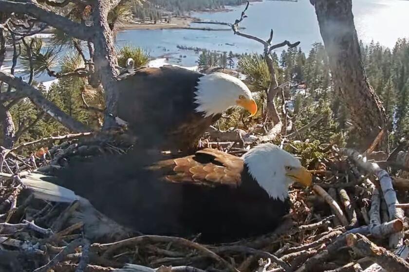 Two eagles on a nest with a mountain lake in the background.