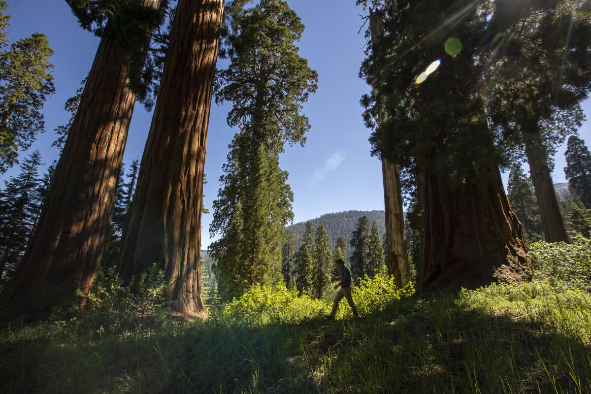 A man walks through a grove of giant sequoias