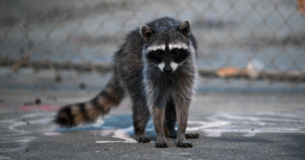 Two SoCal residents infected with rare ‘Raccoon Roundworm’ parasite