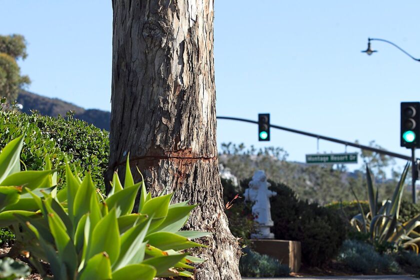 Circular one-inch cuts were made to eucalyptus trees lining the sidewalk paths between the coast highway and the Montage Resort in an act of vandalism.