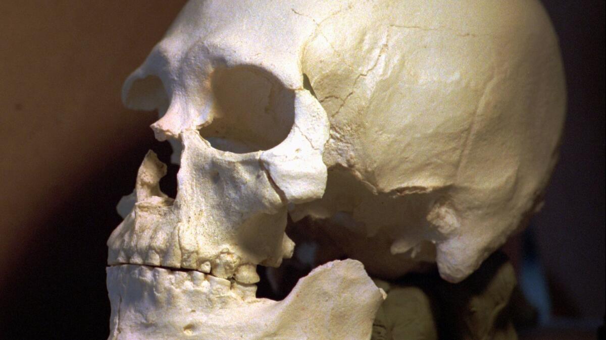 A plastic casting of the skull from the skeleton known as the Kennewick Man.