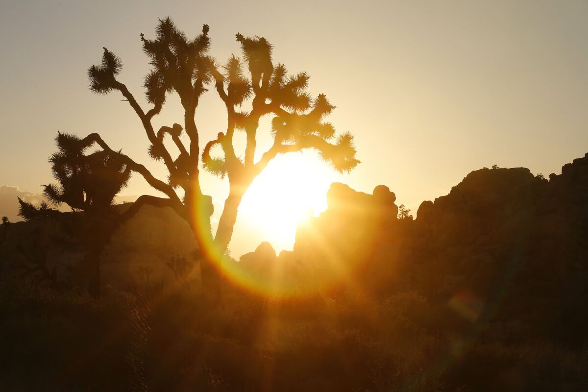 The sun looms behind a Joshua tree at the national park in a file photo.