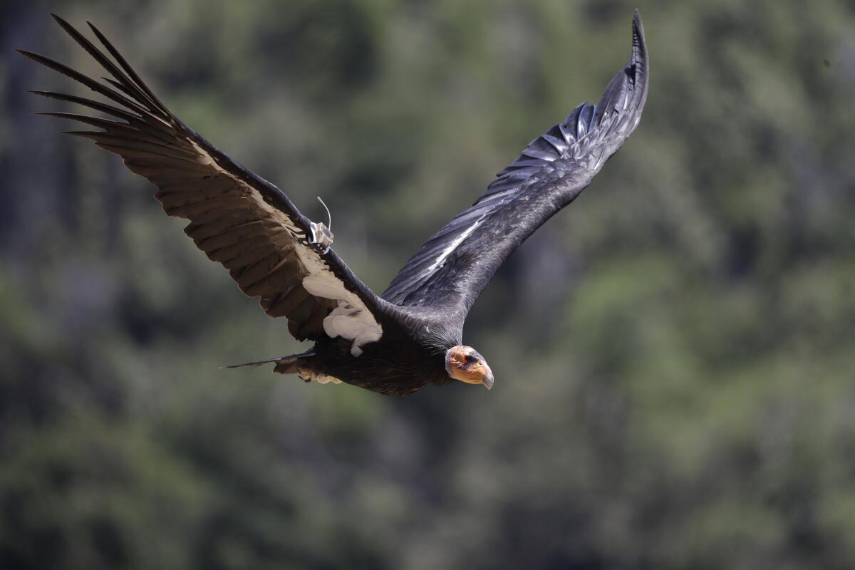 a California condor in flight