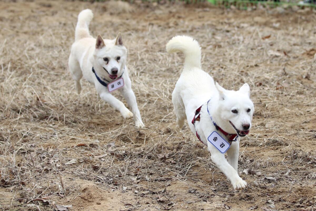 Two white dogs running