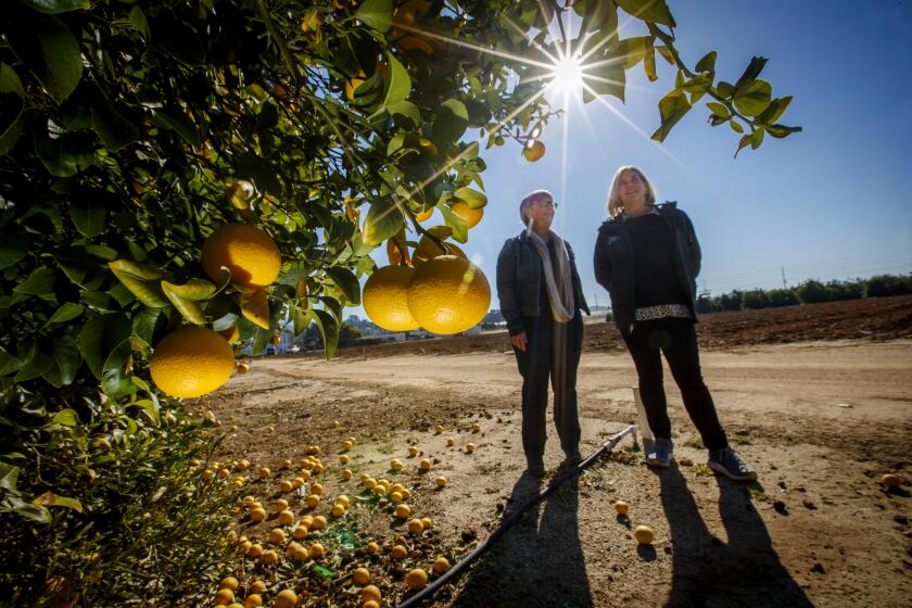 RIVERSIDE, CALIF. -- THURSDAY, FEBRUARY 6, 2020: Dr. Tracy Kahn, curator, Givaudan Citrus Variety Collection Endowed Chair, left, and Dawn Streich, global product manager/citrus at Givaudan, view a tree of Trifoliate Orange hybrid at the UC Riverside Citrus Variety Collection in Riverside, Calif., on Feb. 6, 2020. UC Riverside is planning to protect its Citrus Collection, one of the largest collection of citrus trees in the world, from a lethal disease called citrus greening that's now about 2 miles away from it. A donor is giving about $3 million to build a giant net around parts of the Citrus Collection. (Allen J. Schaben / Los Angeles Times)