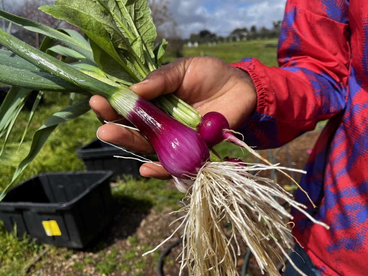 Local farm to food bank to table: a new model in San Diego - The San Diego  Union-Tribune