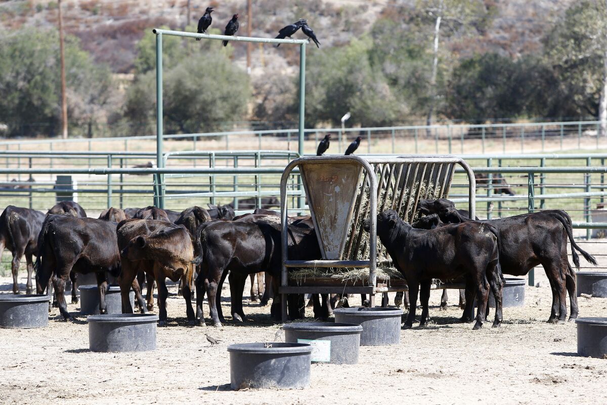 Female calves consume feed at Rancho Mission Viejo's Cow Camp in San Juan Capistrano.