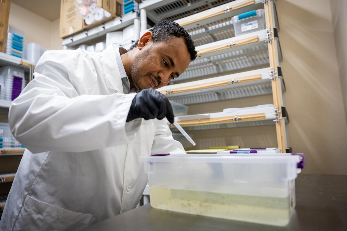 A new tool to combat L.A.'s disease-carrying mosquitoes shows promise 2 A man in a white lab coat, wearing black gloves, holds a syringe over a plastic container