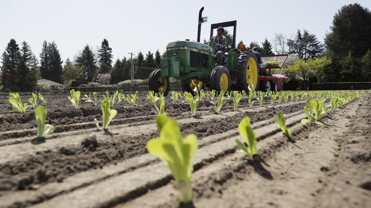 Workers plant romaine lettuce at the EG Richter Family Farm in Puyallup, Wash. California leads the nation with 24 cases of sickness from E. coli-contaminated romaine lettuce, followed by Pennsylvania with 20 and Idaho with 11.