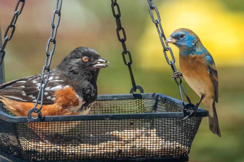 A lazuli bunting and spotted towhee visit the garden at Mt. Hoo.