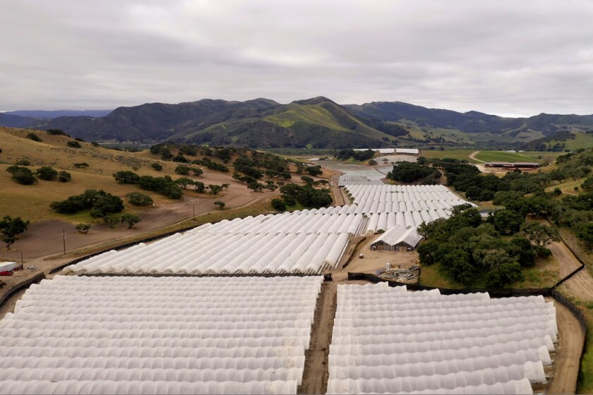 Las colinas de la famosa región vinícola del condado de Santa Bárbara se han convertido en la improbable capital del mercado legal de marihuana de California. Ahora, los viñedos y las haciendas rurales conviven con las extensas hileras blancas de invernaderos. (Brian van der Brug / Los Angeles Times)