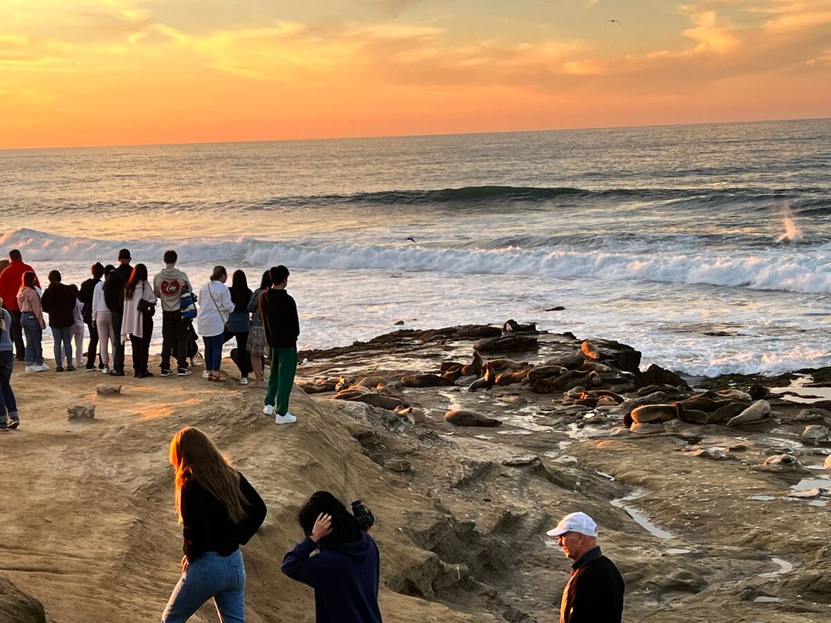People gather on Point La Jolla to view the sea lions there.