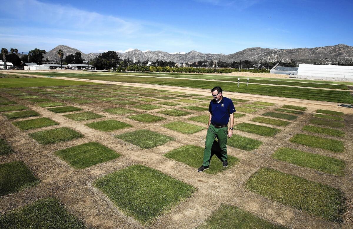  Jim Baird walks through patches of commercial and experimental Bermudagrass that is being evaluated for drought tolerance.
