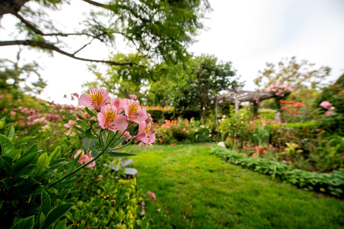 Alstroemeria are a good flower for the cutting garden. They can live up to two weeks in a vase.