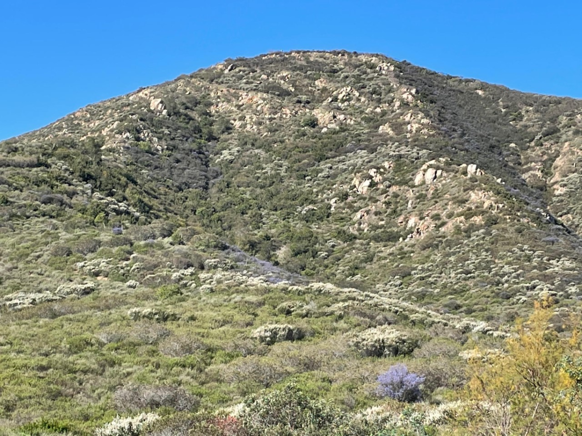 Photos above and at top of some of the of virgin habitat overlooking Lake Hodges, known as Del Dios.