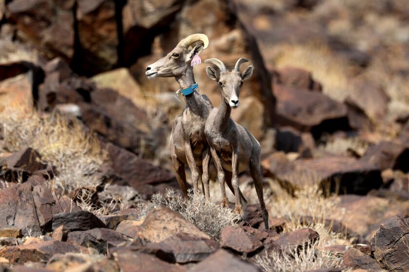 BAKER, CA - AUGUST 19: A desert bighorn ewe, left, and a bighorn lamb on North Soda Mountain along Zzyzx Road on Thursday, Aug. 19, 2021 in Baker, CA. A desert big horn ram was killed Feb. 18, 2020 along I-15 northbound. The Injuries to the ram were consistent with a vehicle collision and found at postmarker 130.18, near the Zzyzx Rd. overpass. Desert bighorn sheep advocates call for wildlife bridges over a stretch of the I-15, just south of Baker and the Mojave National Preserve where a planned Mojave Desert high-speed rail project would link Southern California to Las Vegas. The group wants the project's private owner, Brightline West of Miami, Fla., to fund the overcrossings as part of an effort to mitigate the ecological destruction caused by its $8-billion rail system. (Gary Coronado / Los Angeles Times)