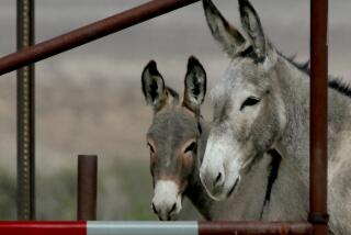 Scenes around Lake Mead as persistent drought drives water levels to their lowest point in history.