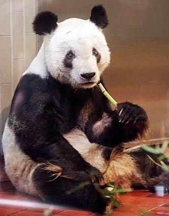 Japan's oldest giant panda, Ling Ling, a longtime star at Tokyo's largest zoo and a symbol of friendship with China, died today of heart failure, zookeepers said. Ling Ling was 22 years and seven months old, equivalent to about 70 human years, the Ueno Zoo said. It said he was the fifth-oldest known male panda in the world.