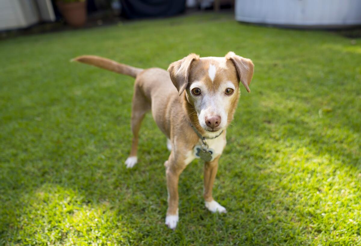 A dog stands in a yard