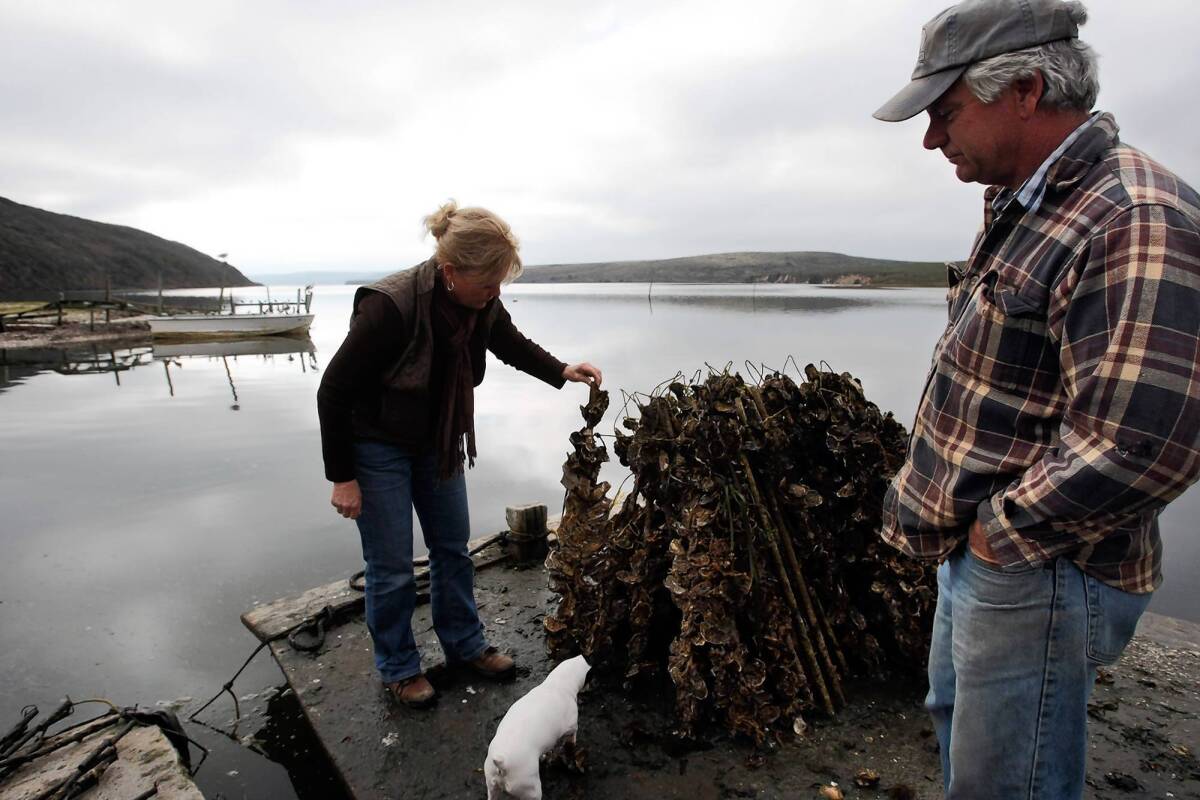 Shown in 2009, Kevin Lunny, owner of Drakes Bay Oyster Co., right, looks down from a barge as his sister Ginny Cummings views oyster sticks that have been harvested at the oyster farm in the Point Reyes National Seashore.