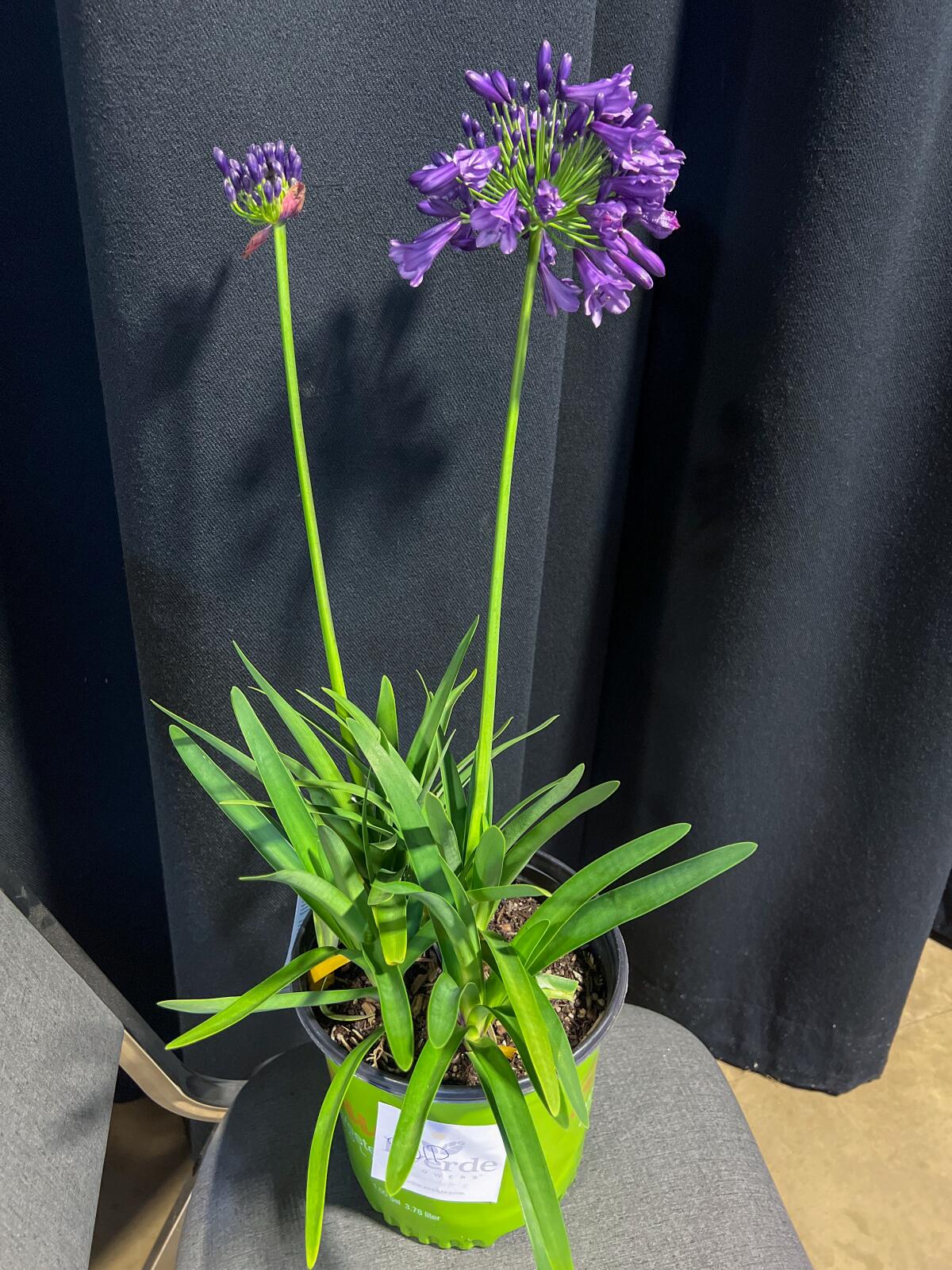 A new kind of agapanthus that blooms in deep purple for eight months a year, with smaller leaves and less invasive  growth