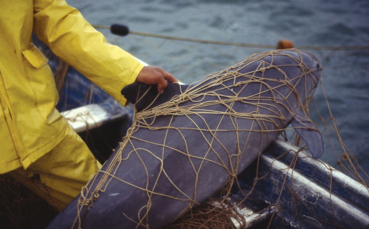 A rare and endangered vaquita porpoise caught in an illegal totoaba net.