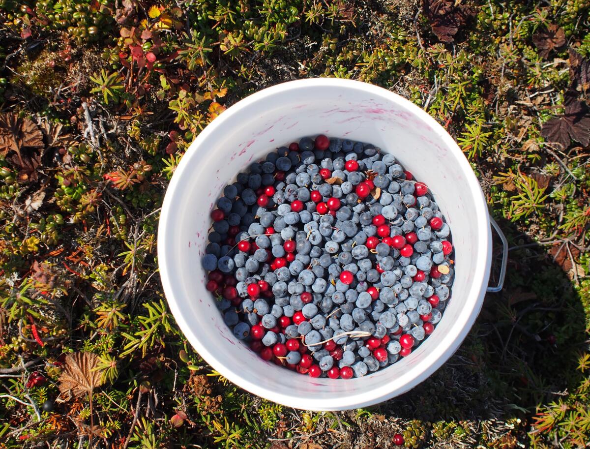 "La cosecha de bayas es parte de la vida" en el Ártico de Alaska, dice Zachariah Hughes.
