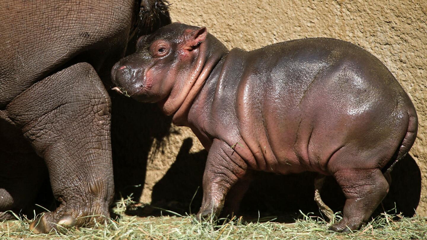 The Los Angeles Zoo invited the media Tuesday to meet its newest star, a 50-pound hippopotamus born Friday. The calf, a surprise because its mother was on birth control, was the first hippo to be born at the zoo in 26 years.
