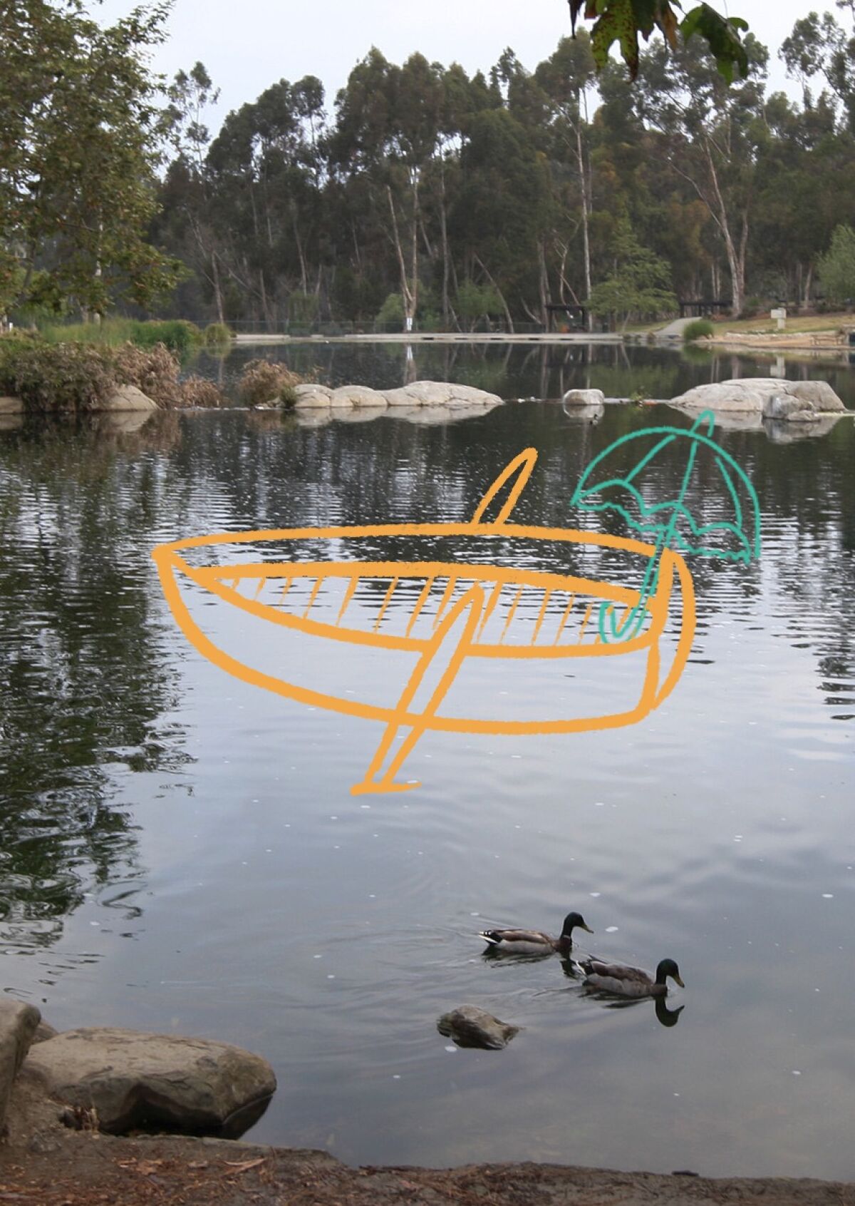 Ducks swim in a lake at Kenneth Hahn State Recreation Area in Los Angeles.