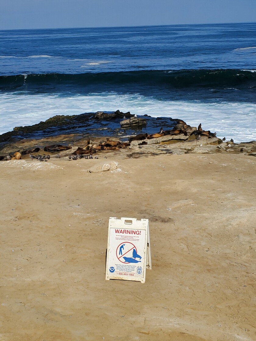 Signs warning people to keep their distance from sea lions remain at Point La Jolla.