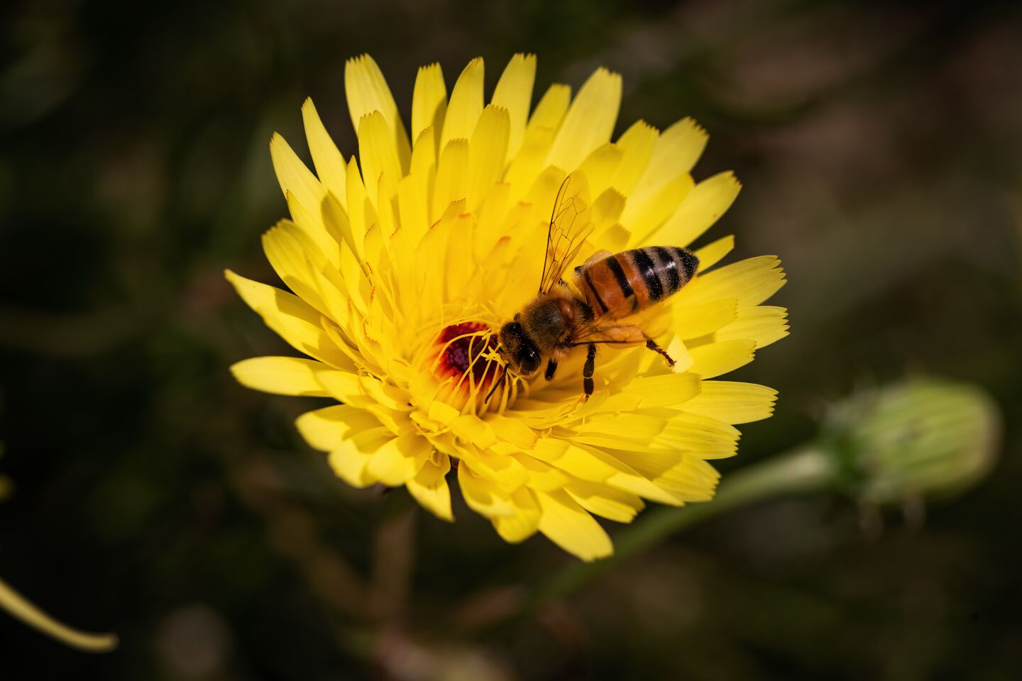 A bee feeds on the nectar and pollen from a desert dandelion at Anza-Borrego Desert State Park.
