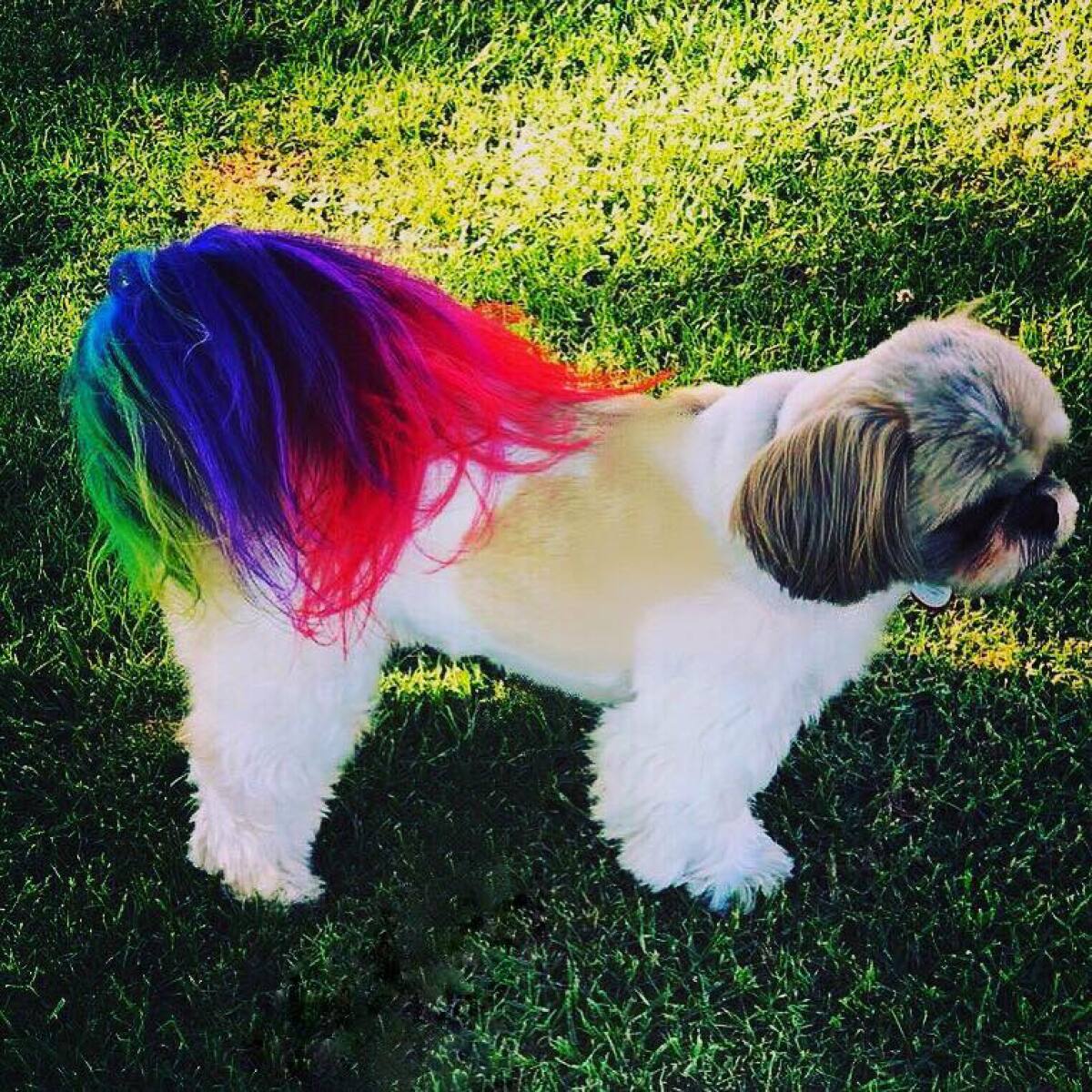 Cupcake, a local rescue pet turned Instagram celebrity.