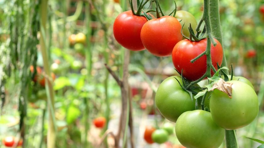 A master gardener shares 6 secrets for planting tomatoes Los Angeles