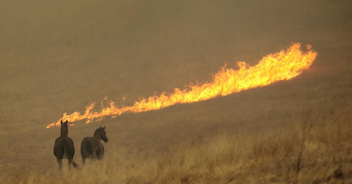 California house insurance coverage program accused of promoting insurance policies with subpar fireplace protection