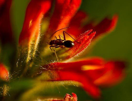 An ant explores one of the many Indian piantbrush plants blooming along Loma Ridge in the Limestone Canyon and Whiting Ranch Wilderness Park in South Orange County. This year's rain and sunshine combined to produce a fresh crop of wildflowers in the hills of Orange County.