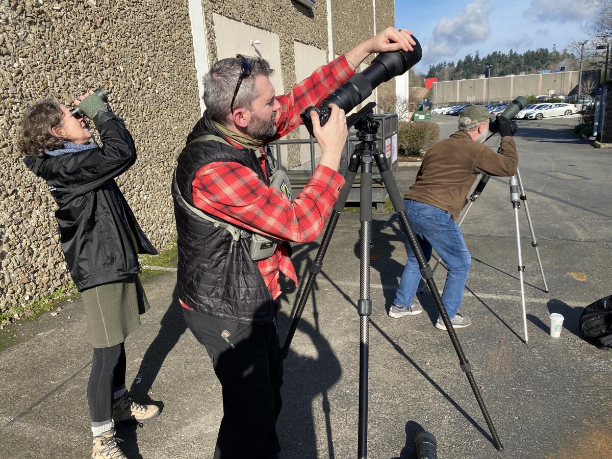 Birder Jeremiah Holt, flanked by Patti Loesche, left, and Ed Deal of Seattle's Urban Raptor Conservancy, adjusts his camera to shoot photos of a peregrine falcon perched high on the wall of a Seattle-area hotel. 