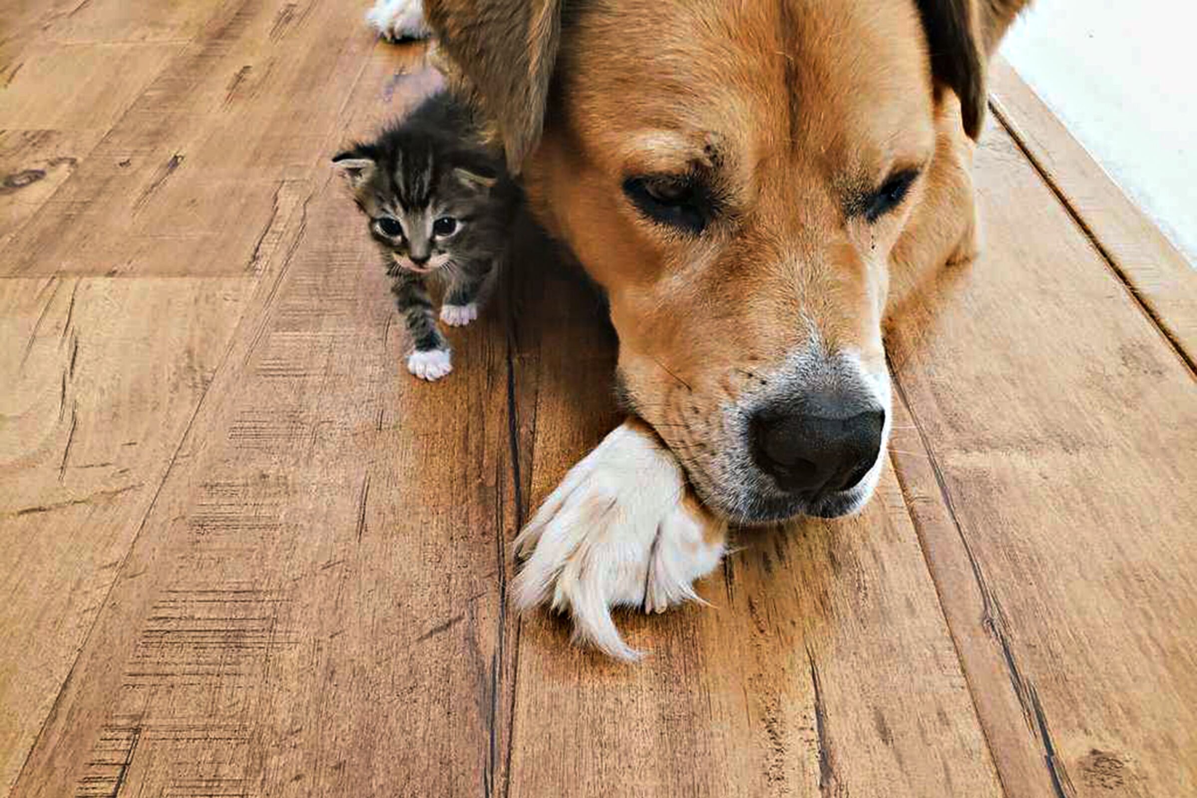 A small kitten walks next to a dog lying down.