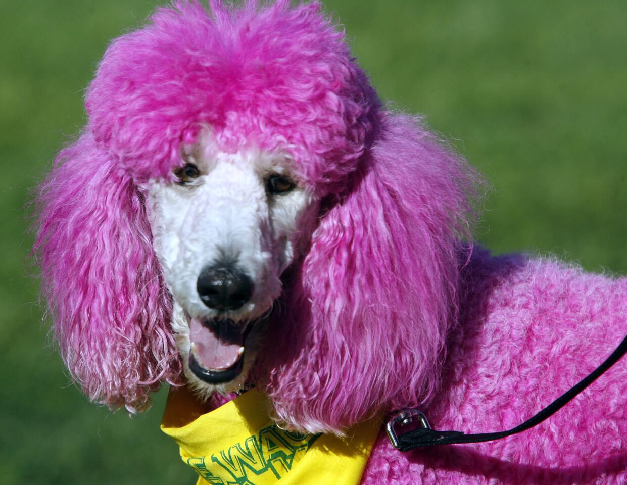 Close up of pink Standard poodle Annabelle at the Pasadena Humane Society & SPCA's 14th Annual Wiggle Waggle Walk at Brookside Park and around the Rose Bowl in Pasadena on Sunday, Sept. 30, 2012.