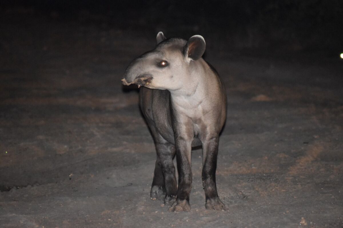 Nocturnal photo of a tapir, one of many large mammals that live in the newly created Ñembi Guasu protected area.<br>