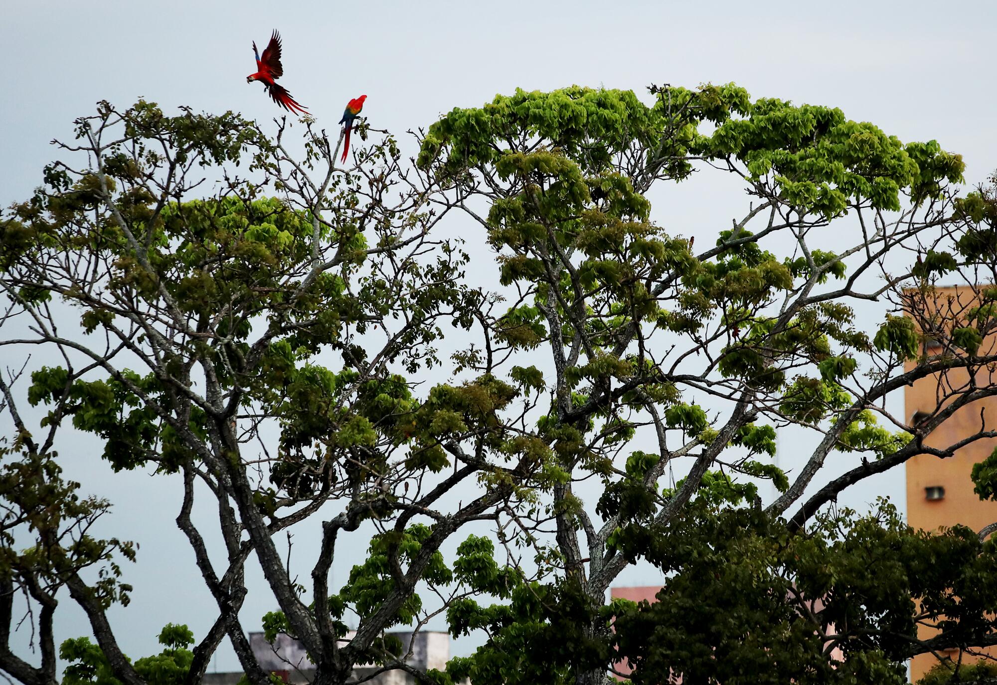 Red birds in a tree in the central square of Manaus