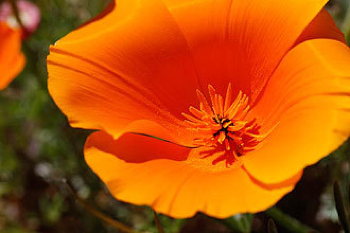 A poppy at the Antelope Valley California State Poppy Reserve.