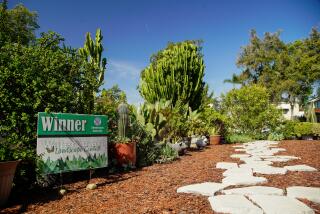 An award-winning National City yard is transformed into a U-shaped succulent stunner with steppingstones in the center.