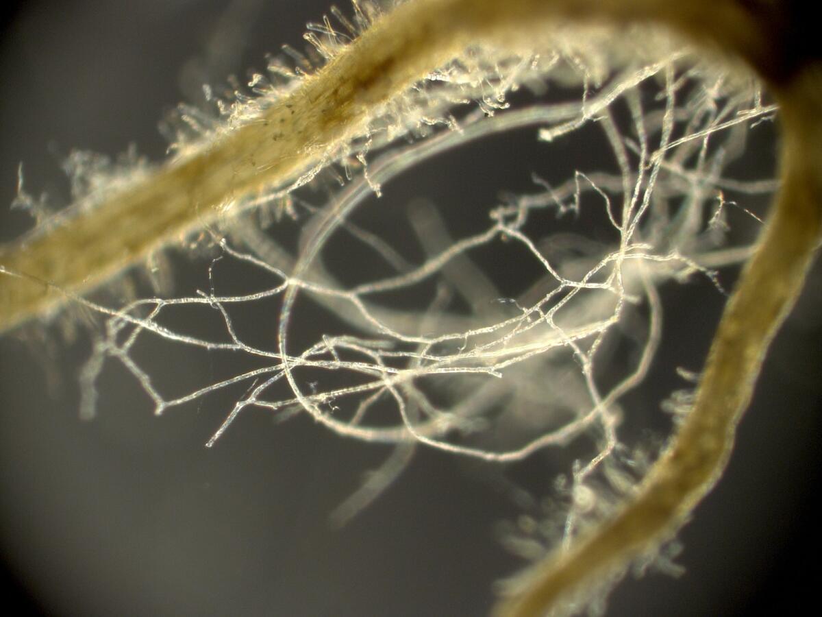 Mycorrhizal fungi growing with a plant root.
