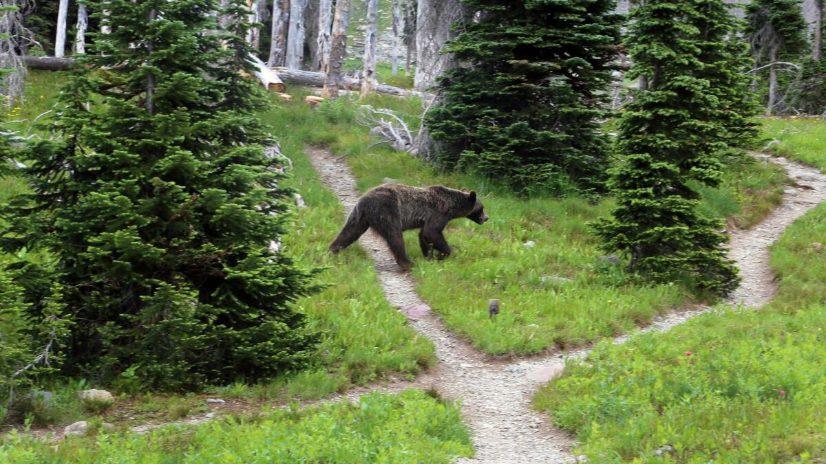 Grisly outlook: Bears kill more and more livestock as their population  grows