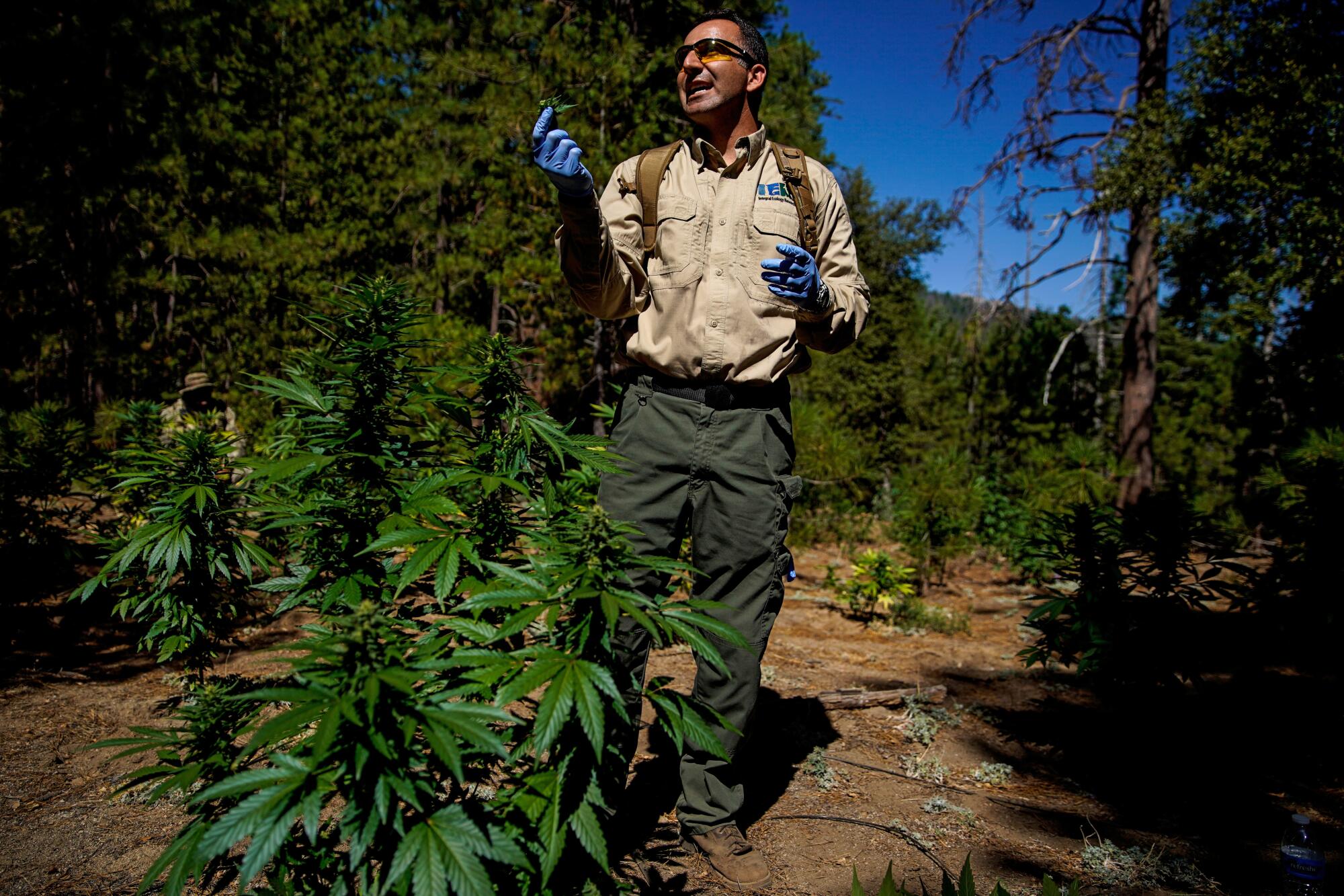 Illegal marijuana cultivation site